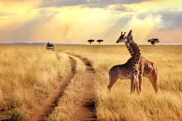 Tanzania Safari Costs:  A Guide to Tanzania Safari Prices
